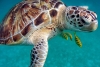 Se busca candidato para descansar en un hotel en Maldivas... a cambio de cuidar tortugas