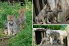 ¡Sigue la esperanza! Nacen en CDMX 4 cachorros de lobo mexicano, especie amenazada
