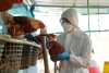Virus de la gripe aviar podría mutar e infectar a humanos: OMS