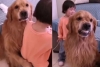 Perro defiende a niña de los regaños de su madre y se vuelve viral