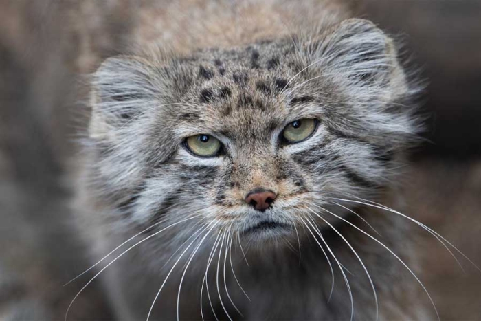 Manul: así es el felino “enojado” que vive en lo más alto del Everest