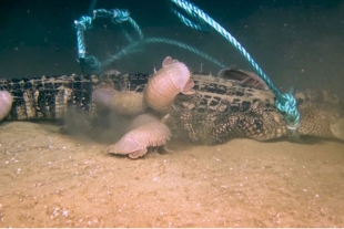 Graban por primera vez cómo isópodos gigantes se comen un caimán