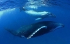Indígenas de Nueva Zelanda firman manifiesto a favor de las ballenas