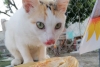 ¡llévele, llévele! Conoce a “michita”, la gatita que vende tamales junto a su dueña en Tampico