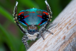Las arañas pavo real atraen a las hembras con ilusiones ópticas