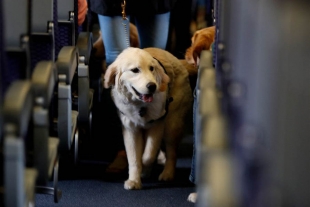 Estados Unidos restringe la entrada de perros de 113 países