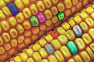México prohíbe el maíz transgénico y el glifosato