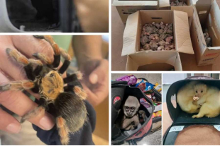 Se aseguraron más de 30 toneladas de especies en peligro de extinción