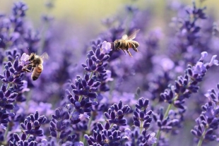 Apocalíptica la situación para las abejas mexicanas