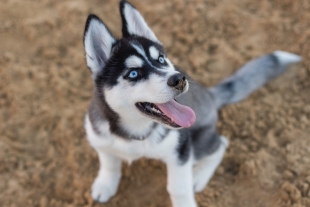 Muy bonitos y todo pero…¿Por qué los huskys siberianos tienen los ojos azules?