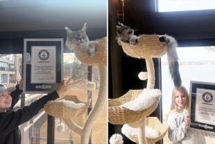 “Pugsley”, de apenas 2 años de edad, es descrito por sus cuidadores como un gato curioso