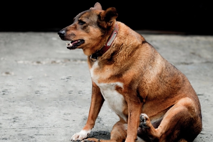 Probióticos, nuevos aliados para que los perros con sobrepeso adelgacen