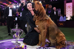 Labrador &quot;Trumpet” hace historia en la exposición canina Westminster 2022