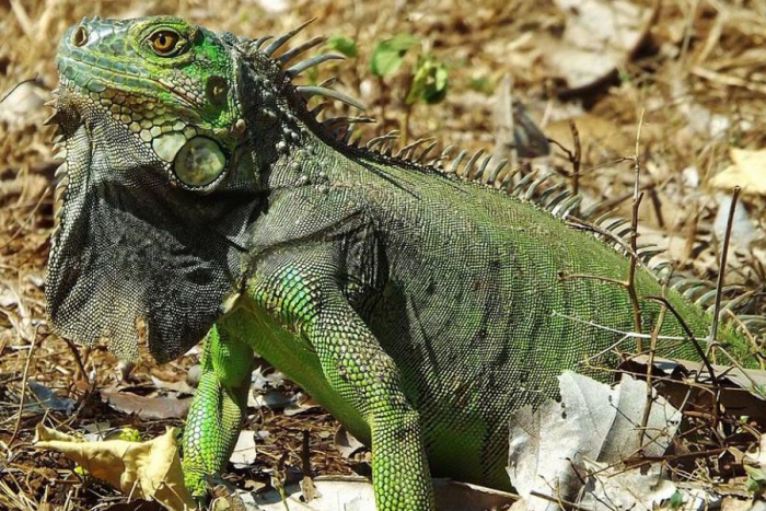 Alertan en Florida sobre lluvia de iguanas congeladas