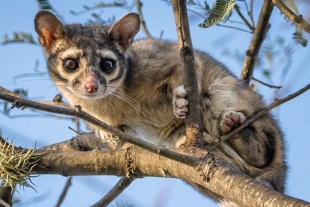 El cacomixtle, el medio gato que merodea en CDMX