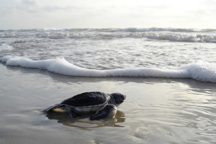 Miles de tortugas nacen y son liberadas en Sonora