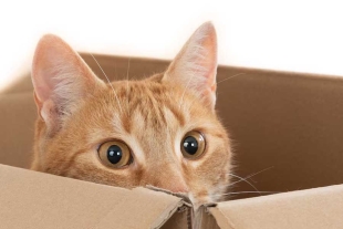 En el caso de los gatos, ellos sí resultan capaces de permanecer sin la presencia de alguna persona hasta por una jornada laboral de ocho horas