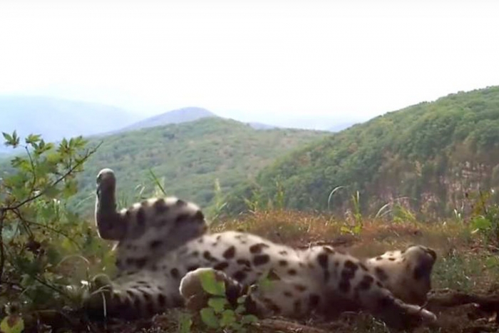 Un leopardo de Amur, felino en vías de extinción, es captado en VIDEO
