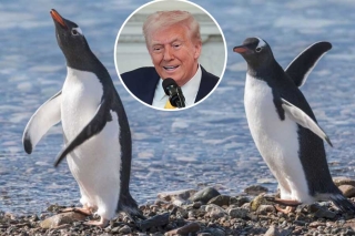 Trump impone aranceles a islas habitadas sólo por pingüinos