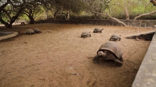 Tortugas gigantes criadas en cautiverio son liberadas en Galápagos