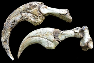 Hasta ahora, es la garra de dinosaurio más grande del mundo