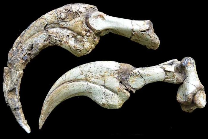 Hasta ahora, es la garra de dinosaurio más grande del mundo