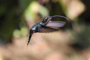 Los autores plantean que la posición de los machos en el espacio morfológico del pico podría reflejar su estrategia reproductiva en el lek