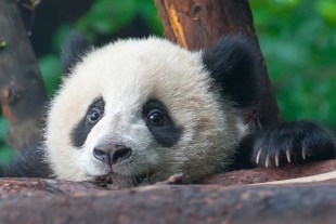 Por primera vez, arqueólogos chinos descubren un esqueleto de panda en una tumba imperial