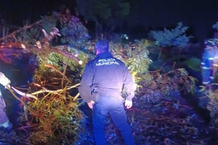 Tormenta eléctrica causa la caída de un árbol y encharcamientos en el Valle de Toluca