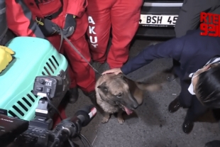 ¡Heroico! Perro salva a un gato de entre los escombros, tras terremoto en Turquía