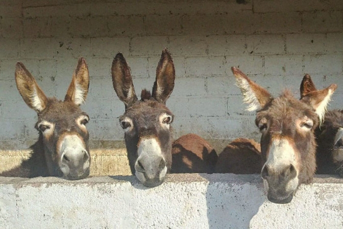 El burro es una especie que no corre peligro de extinción: UNAM