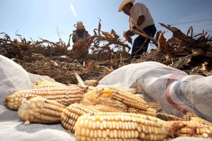 Malas condiciones climáticas afectarán cosecha de maíz en Edomex