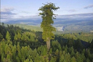 ¡Alerta! “Hyperion”, el árbol más alto del mundo, corre peligro por el turismo irresponsable