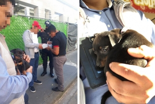 Exhorta Toluca a denunciar venta de animales en vía pública