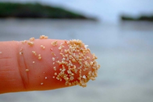 ¡Asombroso! Arena con forma de estrella en playas de Okinawa