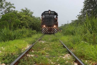 Tren Maya: conceden nueva suspensión definitiva contra la tala y desmonte