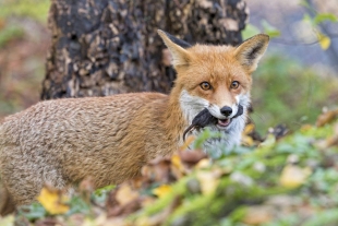 El zorro rojo actual deriva de una especie extinta