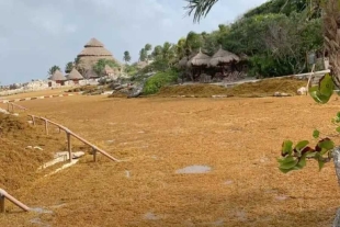 Sargazo invade parques de Xcaret y Xel-há en Quintana Roo