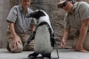 ¡Adorable! Pingüino del Zoo de San Diego estrena zapatos ortopédicos