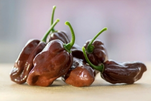 El habanero chocolate, un delicioso chile que seguro no conocías