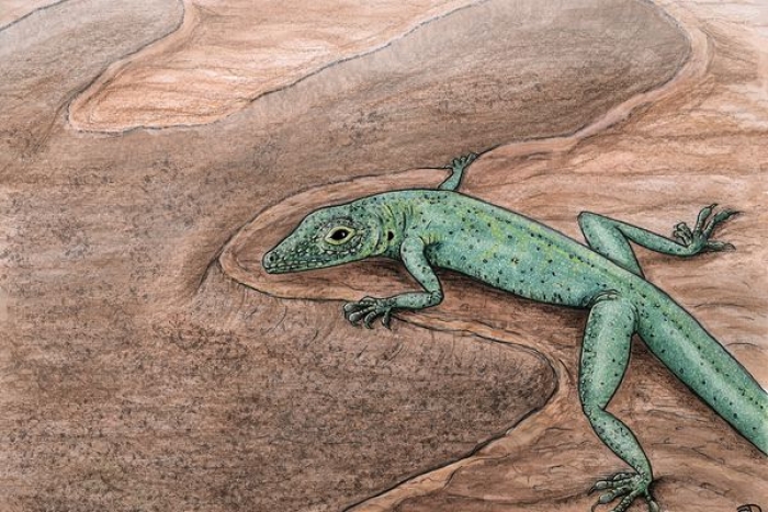 Científicos hallan al “abuelo de los reptiles”, especie que dio origen a los animales de sangre fría