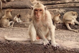Los macacos no siempre representaron un problema 