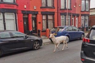 ¡De no creerse! Policía mata intencionalmente a un ciervo blanco en Inglaterra