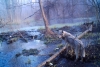 Chernóbil, refugio de lobos 35 años después de la catástrofe nuclear