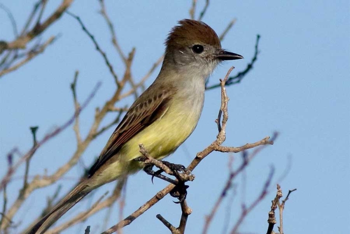 Interesante: estudio confirma que algunos animales perciben el tiempo más rápido