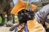 Gato se gradúa con un título de apoyo emocional