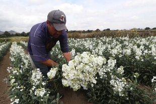 Sectores madereros y floricultor resienten efectos económicos de la pandemia