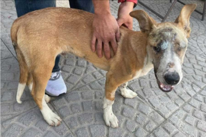 ¡Buenas noticias! Pronto darán en adopción a perro herido por pirotecnia en Ecatepec