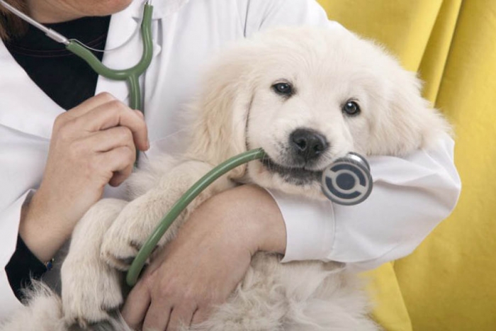 Seguros para mascotas, podrías ahorrarte miles de pesos en atención veterinaria