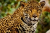 Animales reaparecen en parque nacional guatemalteco